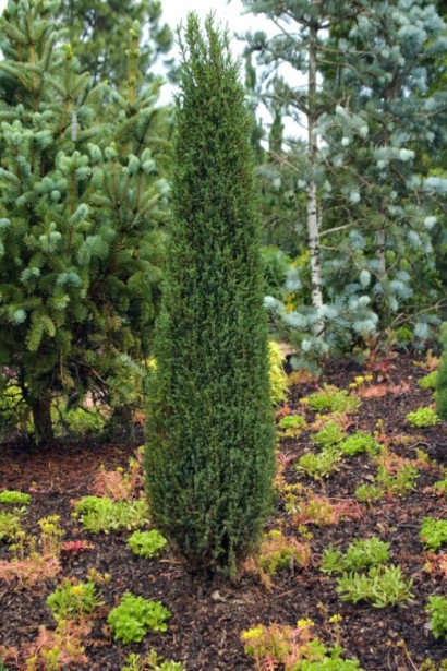 Ялівець колоновидний Compressa